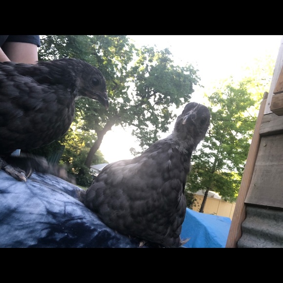 Meet your Posher, Riah - Picture 1 of 1